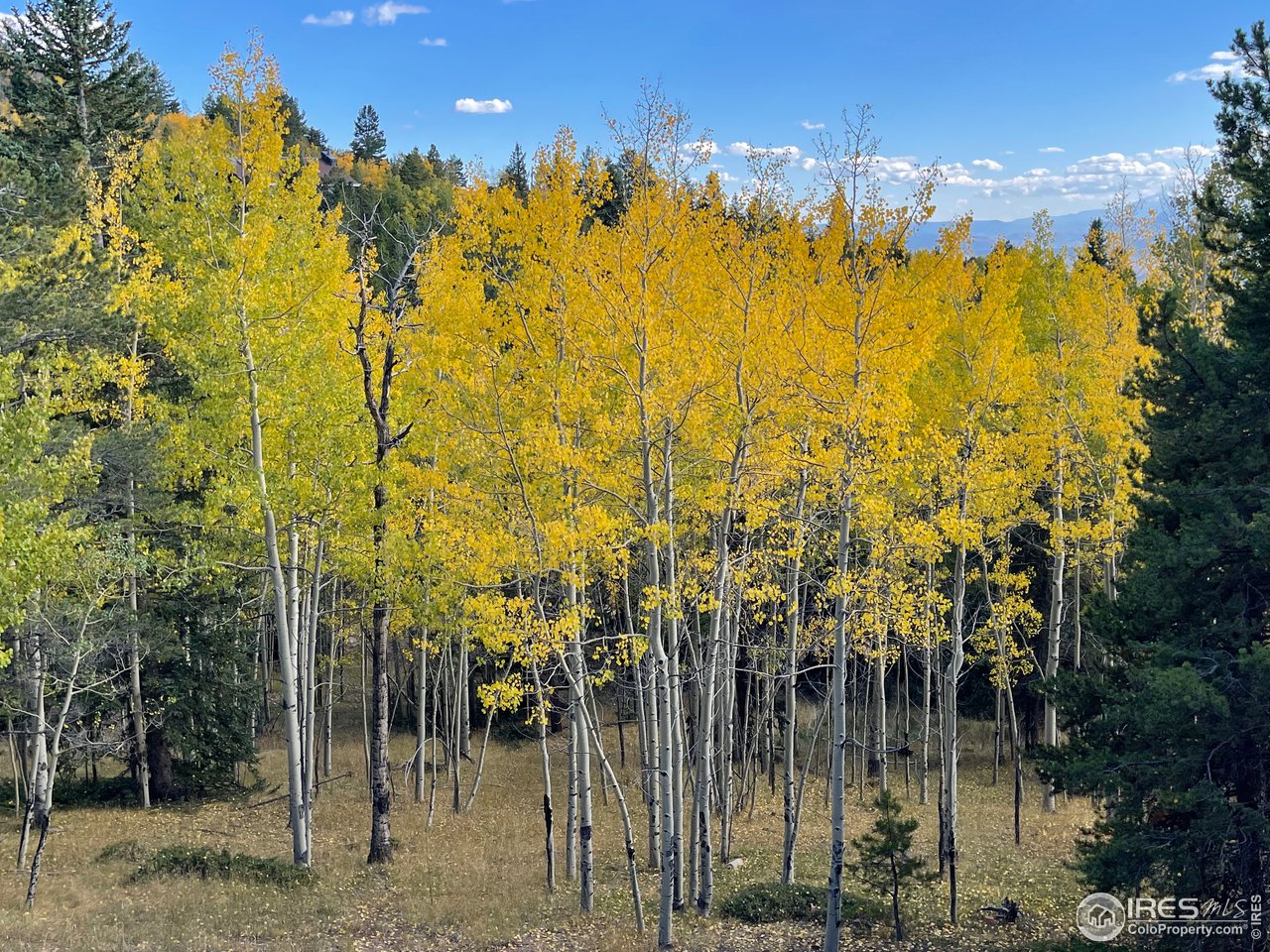 11183 Conifer Mountain Road Conifer, CO 80433 - Photo 3 of 7 3.67 acres of aspen and evergreens