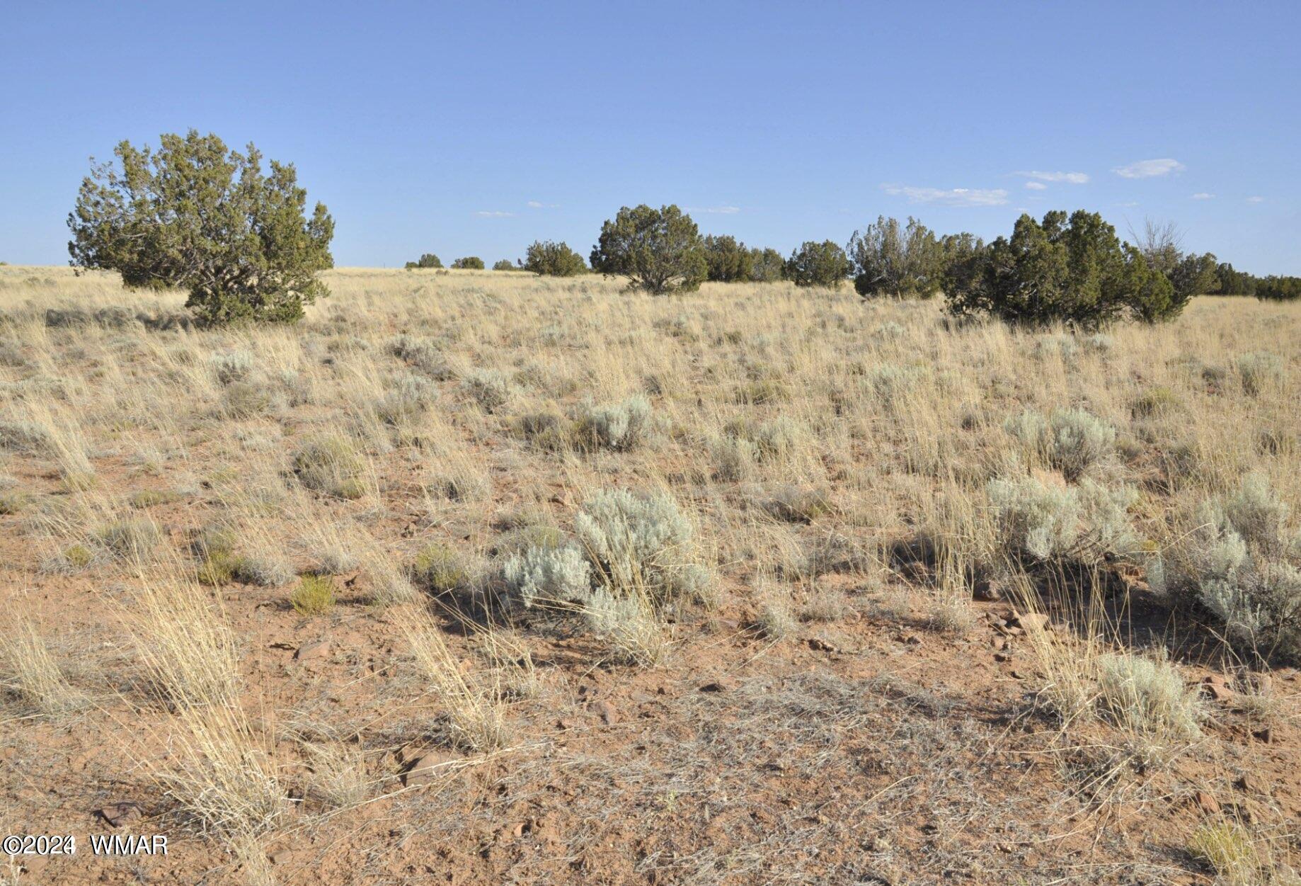 4 Percheron Lane Snowflake, AZ 85937 - Photo 11 of 15 Trees