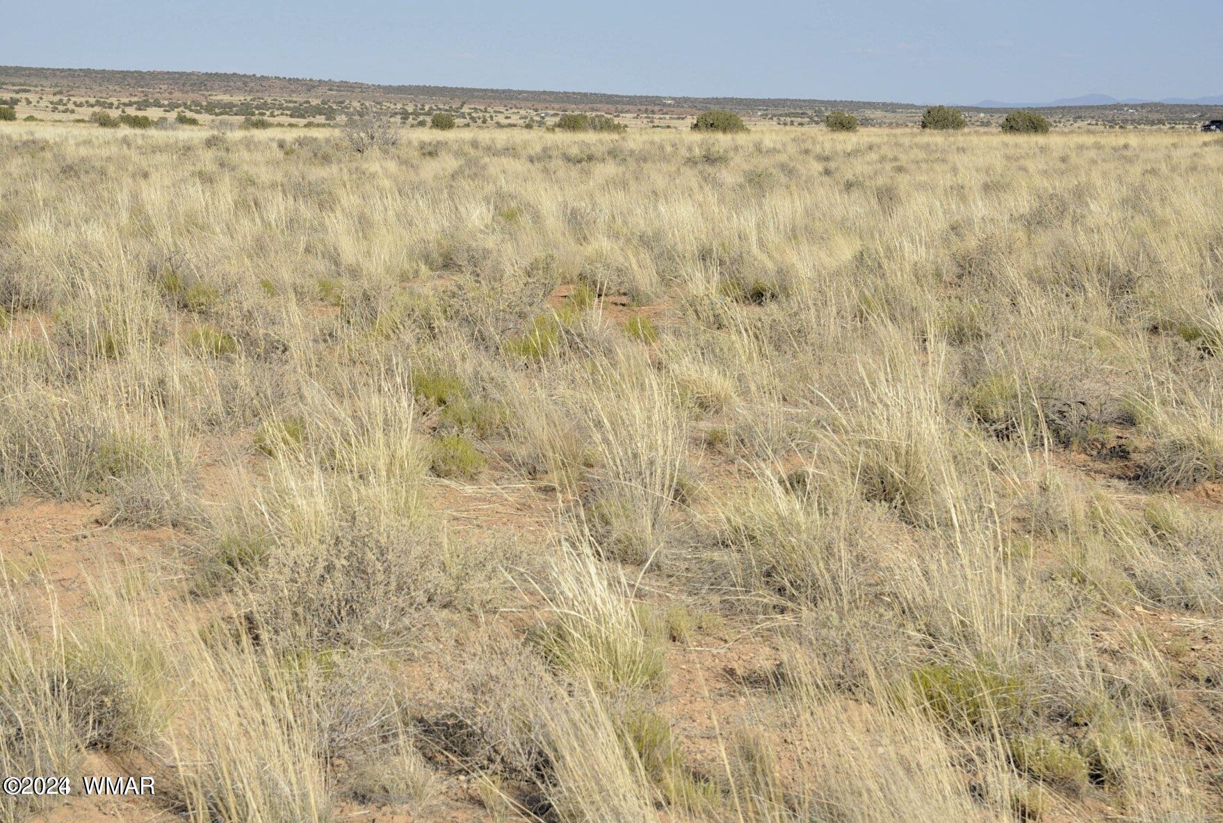 4 Percheron Lane Snowflake, AZ 85937 - Photo 12 of 15 Vegitation