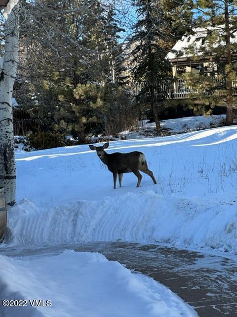 40 Miller Place Edwards, CO 81632 - Photo 25 of 25 Miller PL wildlife