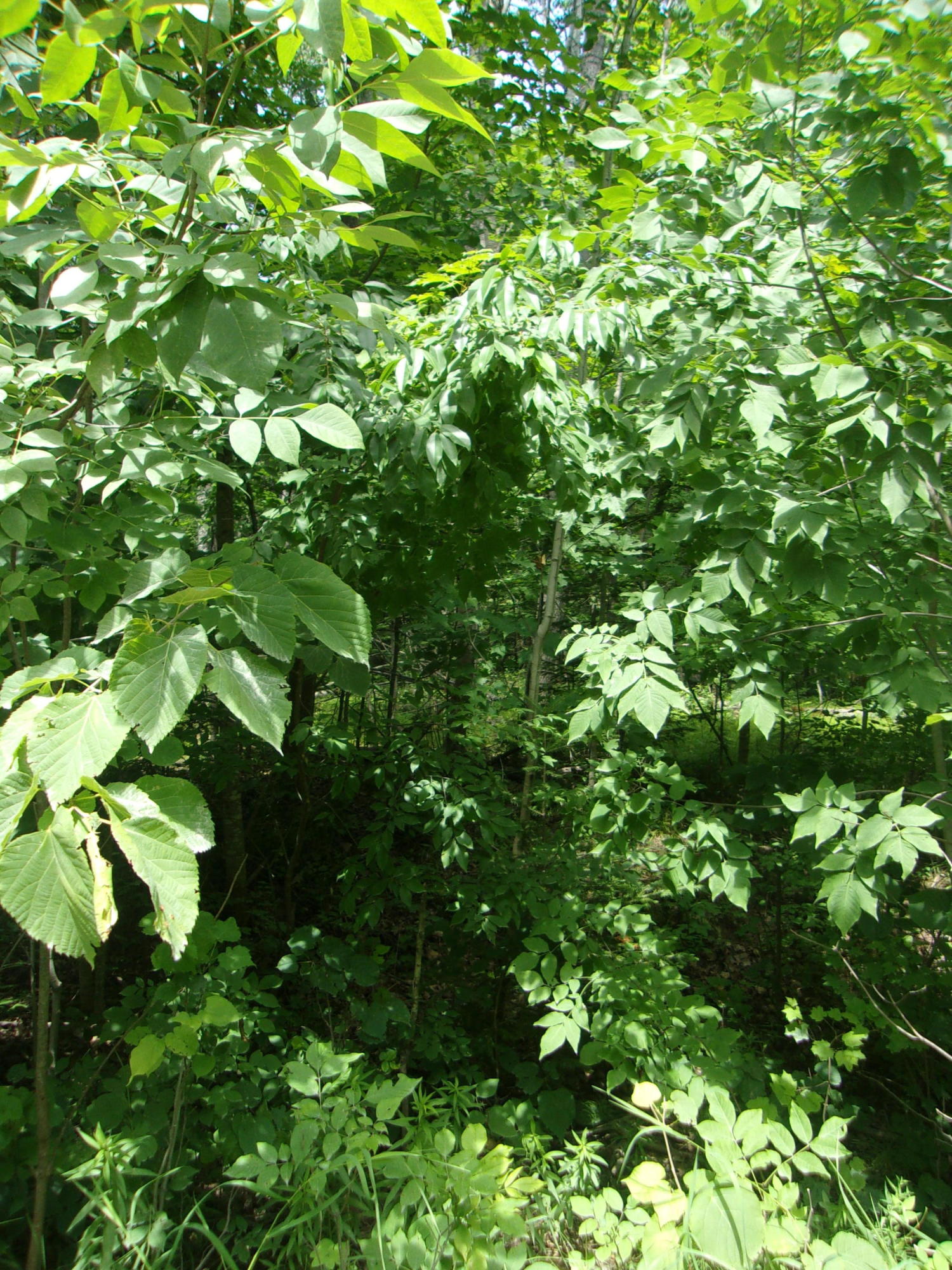 Modoc Road Indian River, MI 49749 - Photo 9 of 14 Gallery Image 9