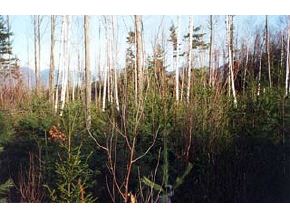 0 Birches Road Sugar Hill, NH 03585 - Photo 3 of 4