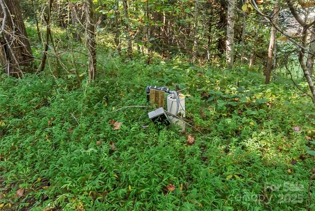a close up of a plant in a garden