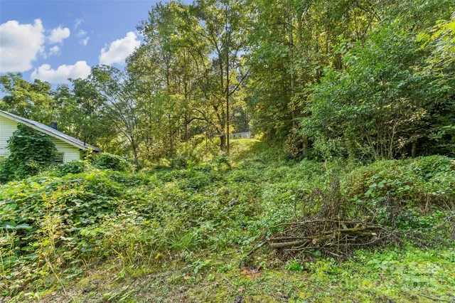 a view of a lush green forest with large trees