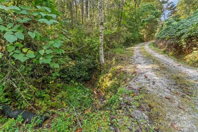a view of a forest with a tree