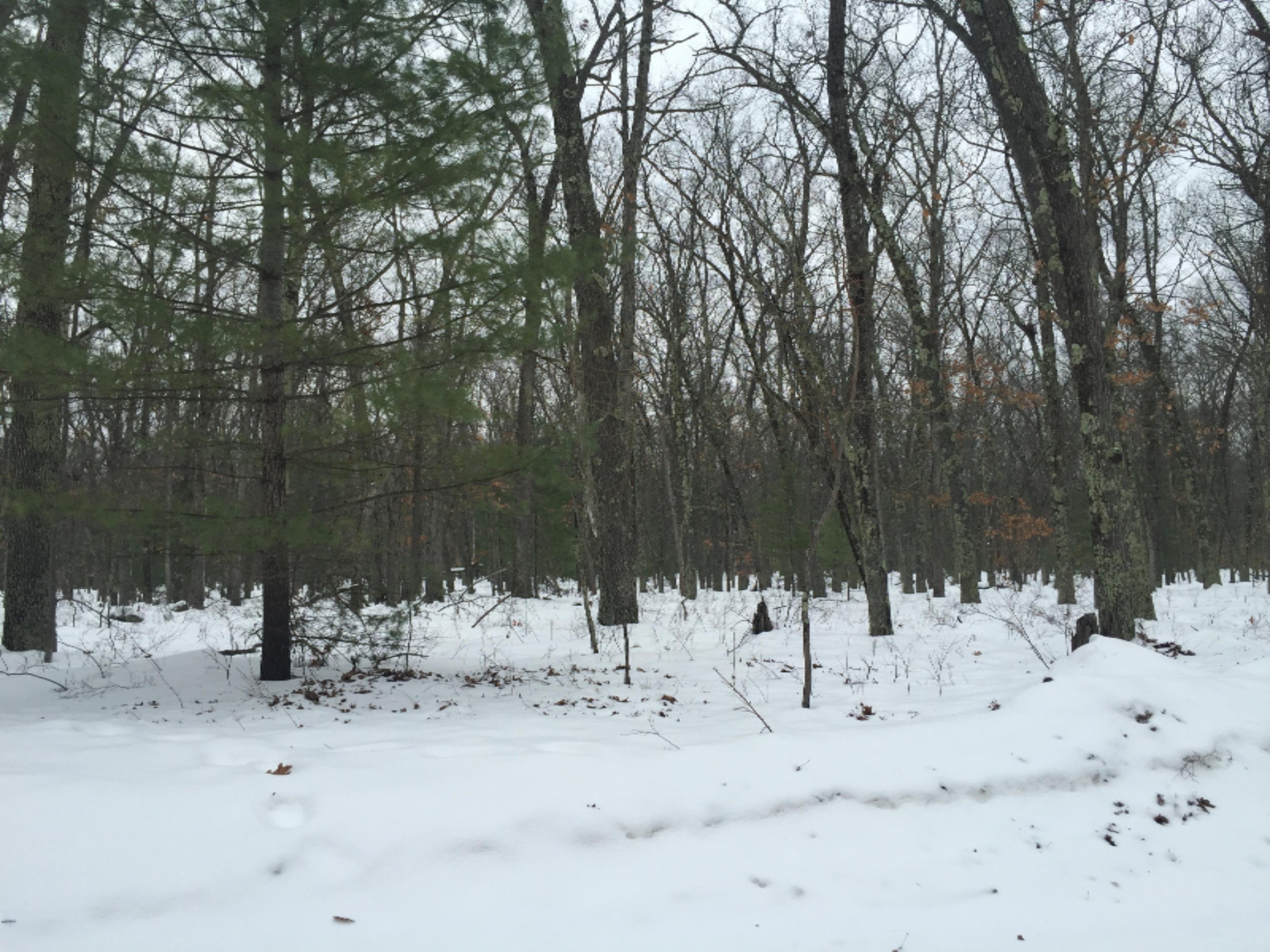 South Rabbit Baldwin, MI 49304 - Photo 1 of 1 Leathers Property Pic