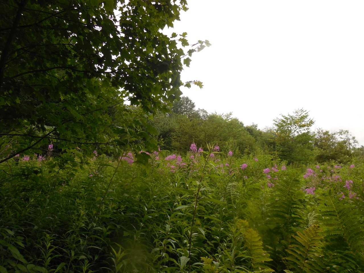 Weeks Place- Marsh Road Wolcott, VT 05680 - Photo 15 of 40