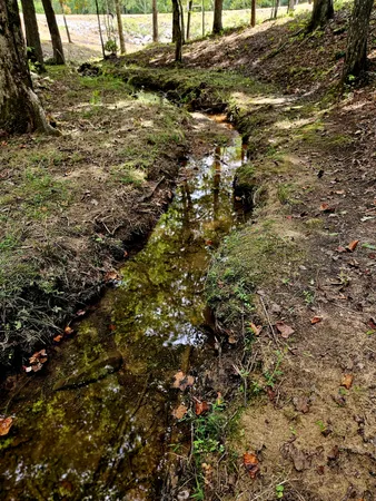 a view of a yard with plants