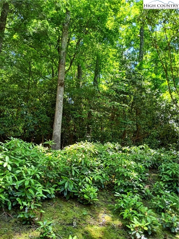 307 Lakeview Road Newland, NC 28657 - Photo 45 of 49 a plant view in yard