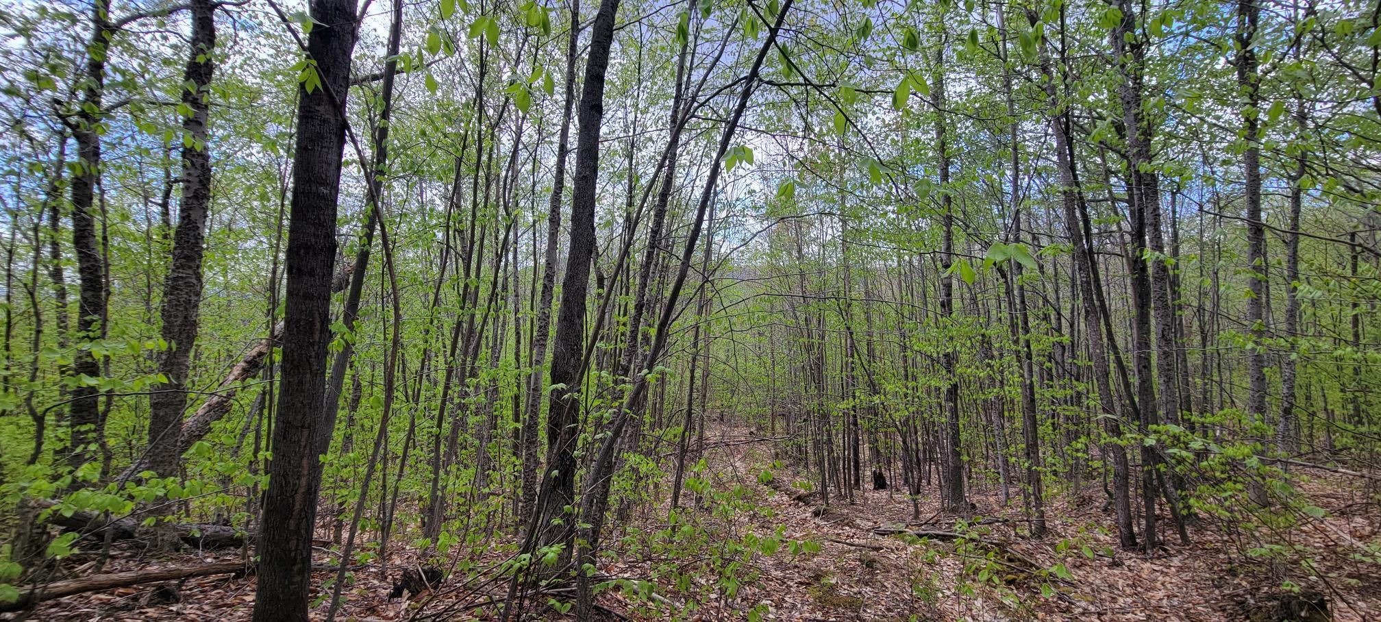 Lot 11 Swift River Road Byron, ME 04275 - Photo 2 of 72 20230512_131201
