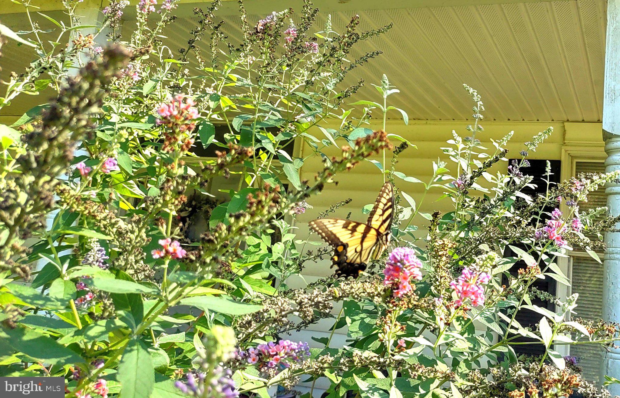 15240 Point Lookout Road St. Inigoes, MD 20684 - Photo 18 of 24 Butterfly bush by porch