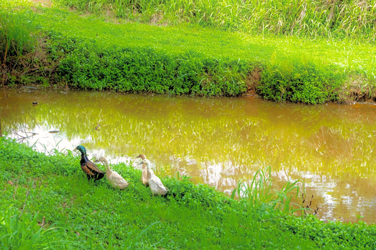 3 Olohena Road, Unit 3 Kapaa, HI 96746 - Photo 20 of 22