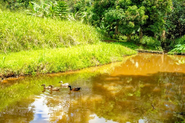 $599,000 | 3 Olohena Road, Unit 3, Kapaa, HI 96746