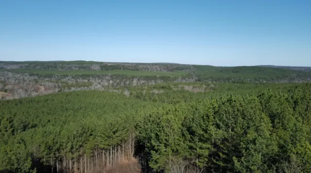 a view of a lush green forest with a mountain
