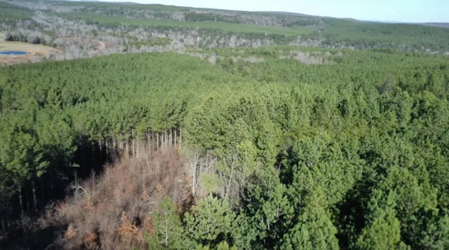 a view of a lush green forest with lots of trees