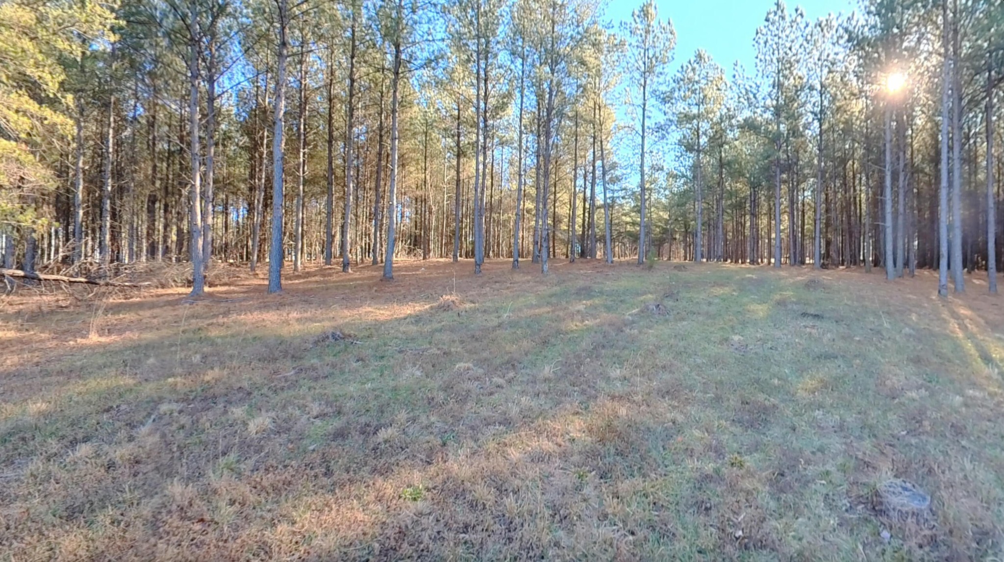 0 Three Gorges Road Soddy Daisy, TN 37379 - Photo 4 of 21 a view of dirt yard with a large tree