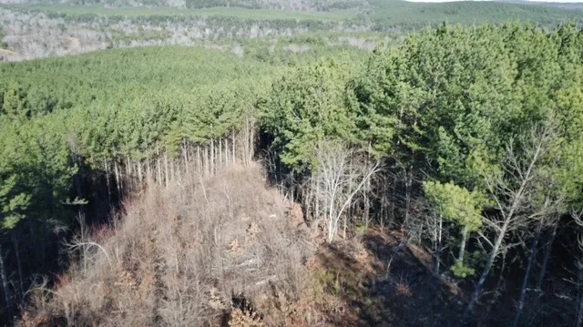 a view of a yard with plants and large trees