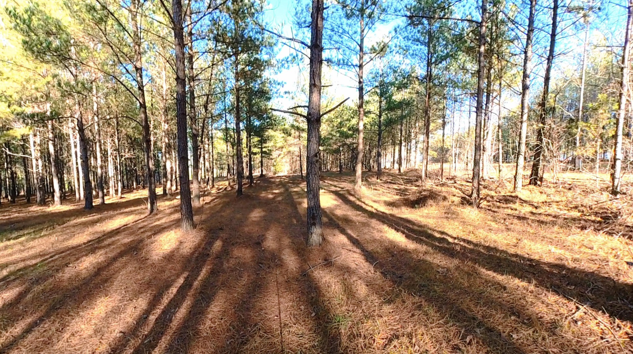 0 Three Gorges Road Soddy Daisy, TN 37379 - Photo 7 of 21 a view of a yard with trees