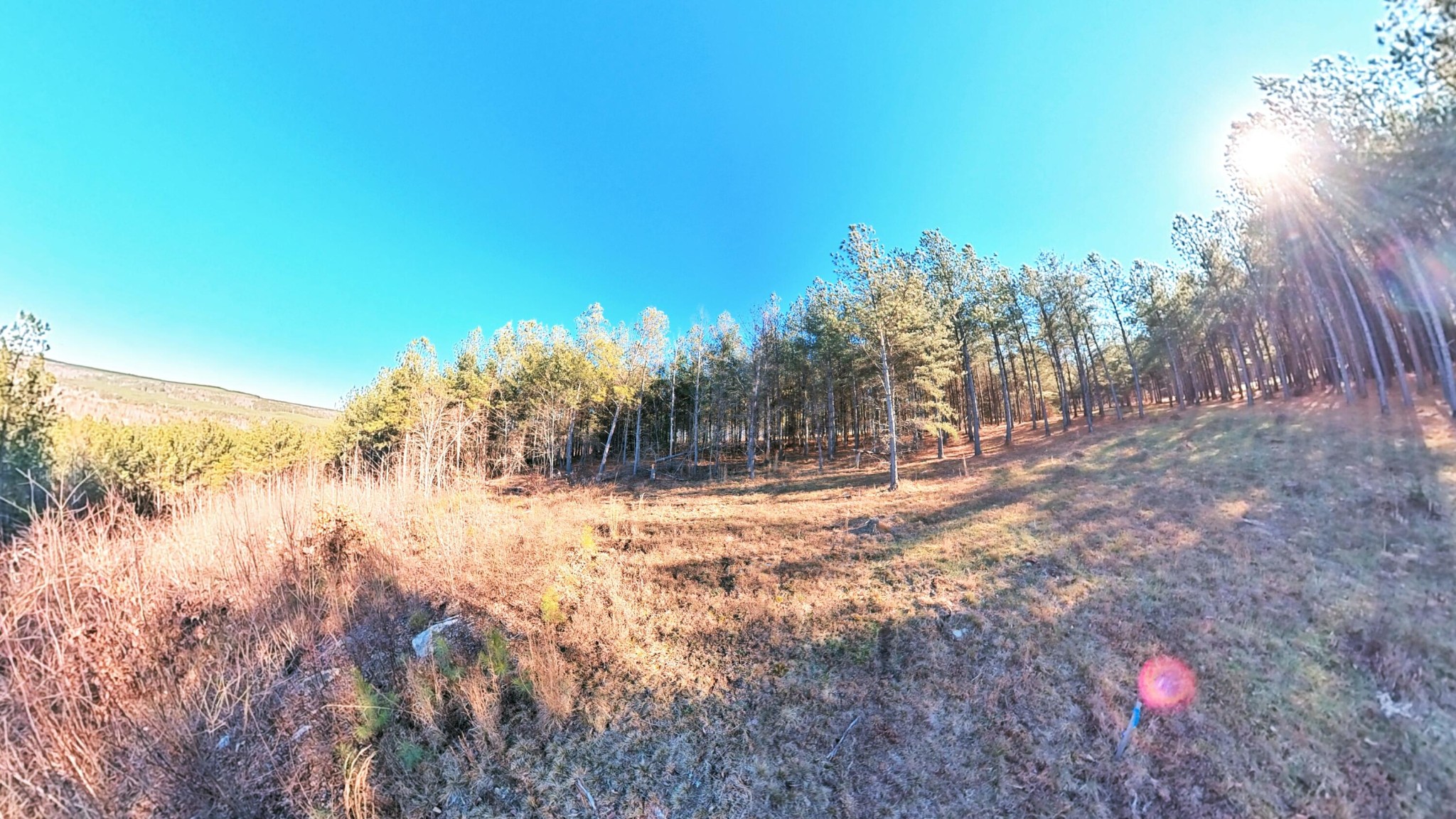 0 Three Gorges Road Soddy Daisy, TN 37379 - Photo 8 of 21 a view of a yard with a tree