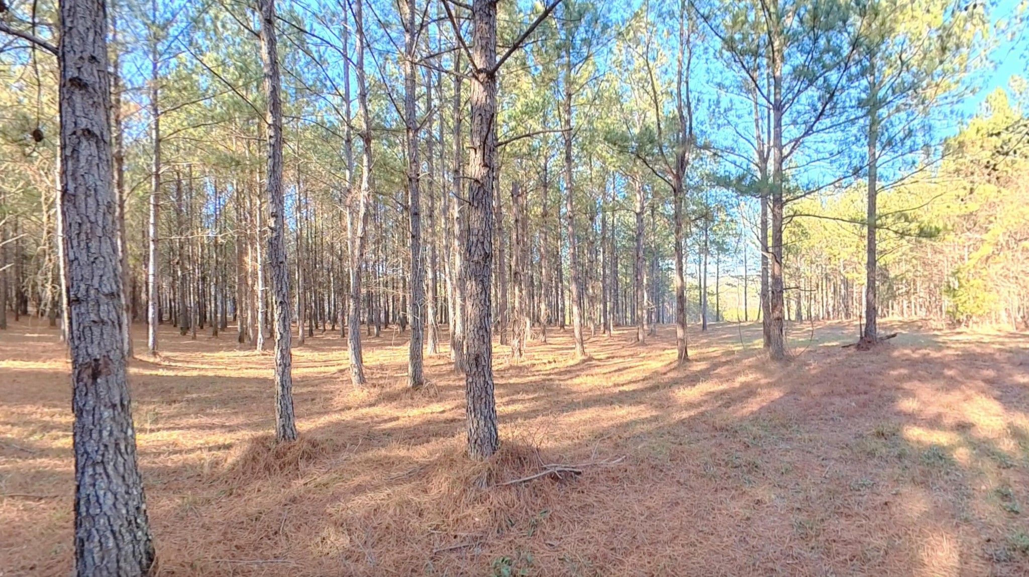 0 Three Gorges Road Soddy Daisy, TN 37379 - Photo 10 of 21 a view of tall trees with a yard and trees