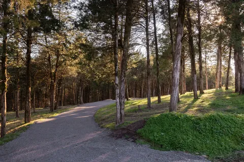a view of a park with large trees