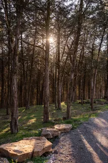 a view of a tree in a park