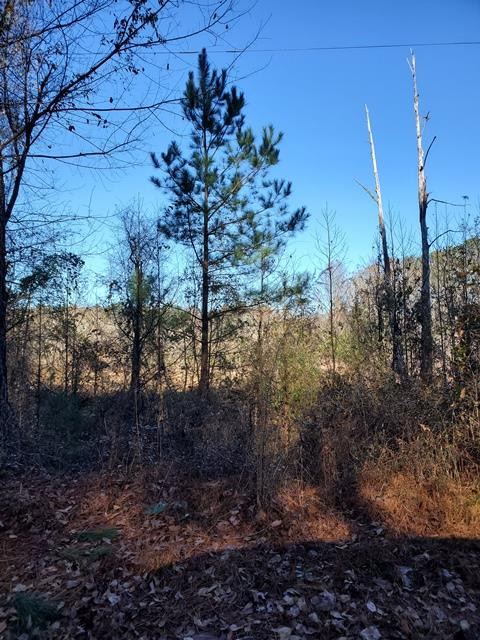 Tbd Carolina Springs Road North Augusta, SC 29841 - Photo 1 of 1 Main View