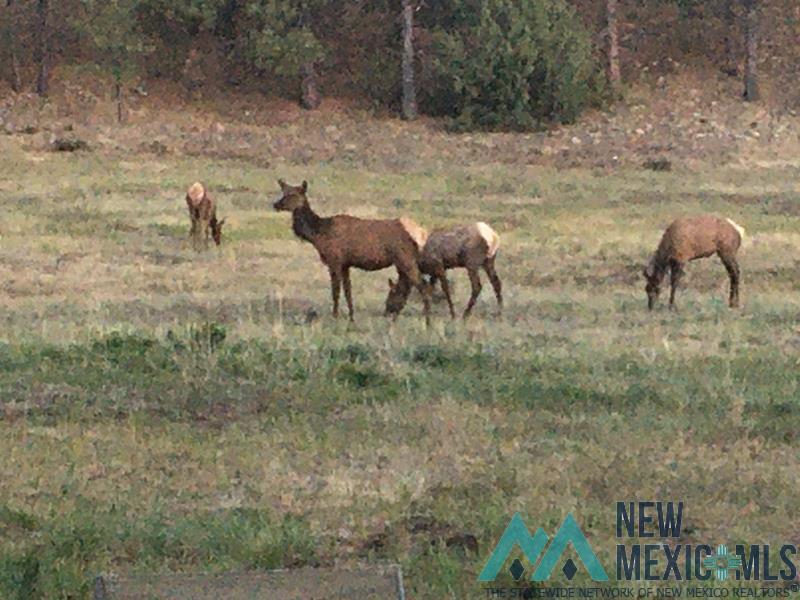 150 Forrest Service Road 124 Road Chamisal, NM 87521 - Photo 29 of 42 Exterior view