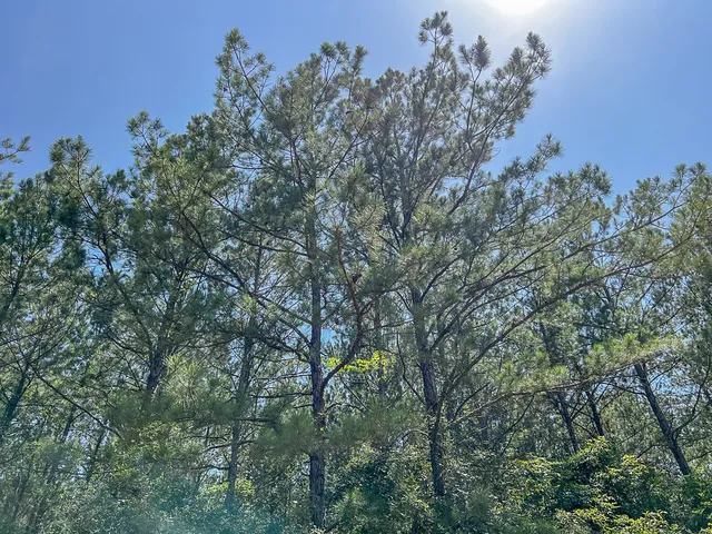 a view of a tree in middle of the green field