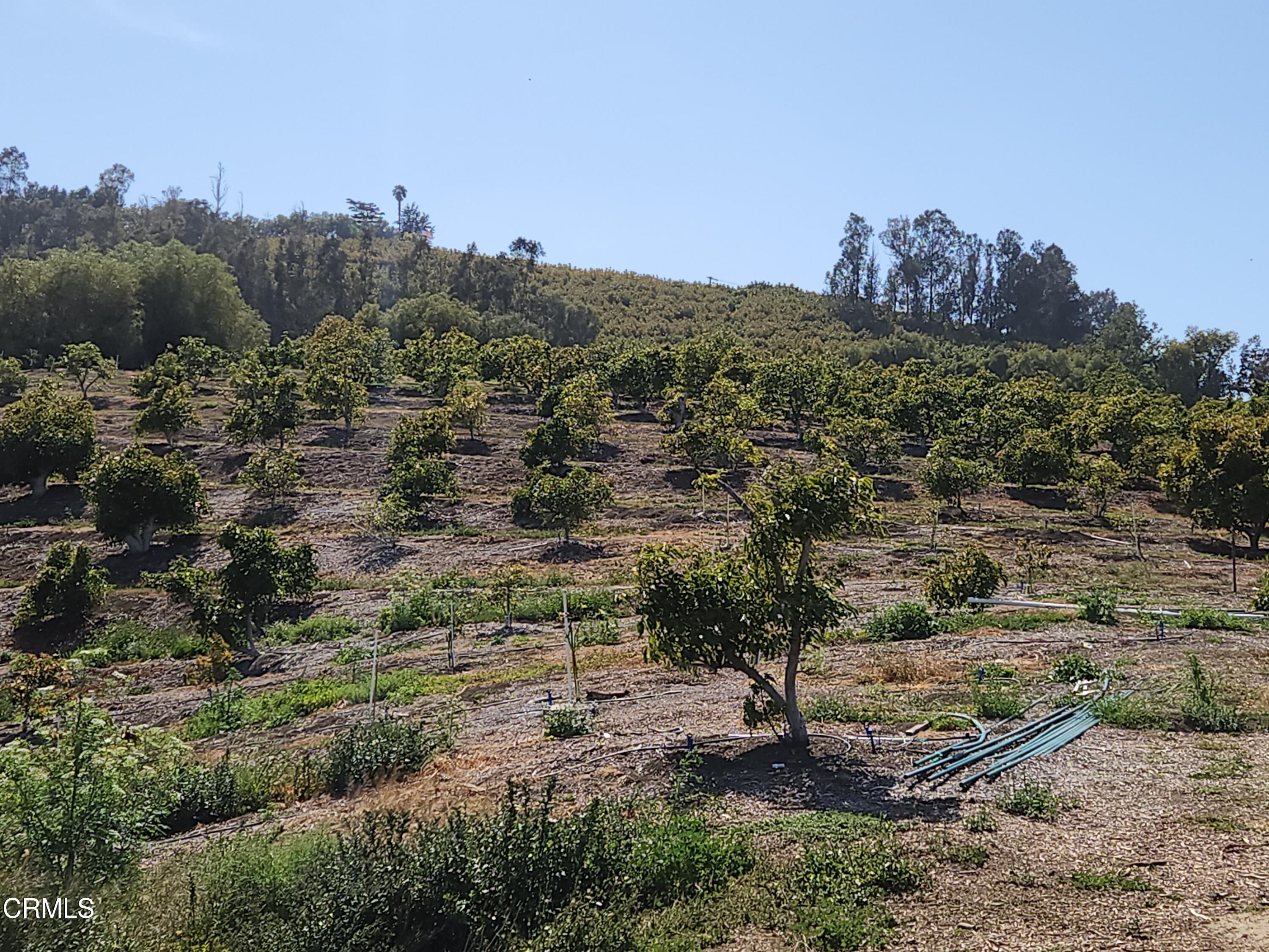 0 Groves Place Somis, CA 93066 - Photo 14 of 15 a view of a dry yard with mountains in the background