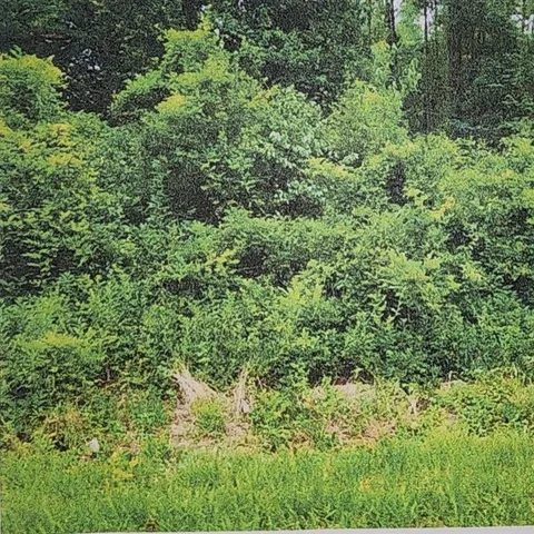 a view of a lush green forest