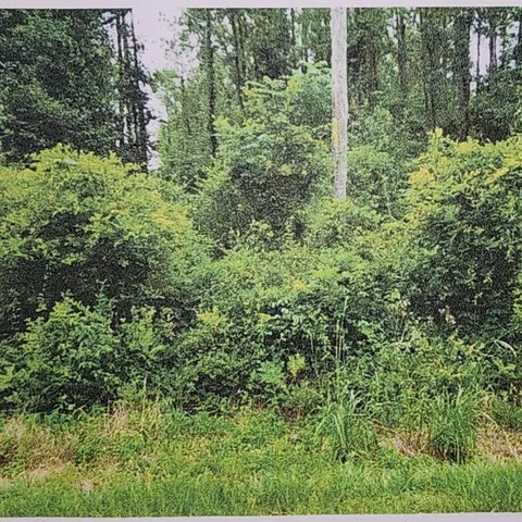 a view of a lush green forest