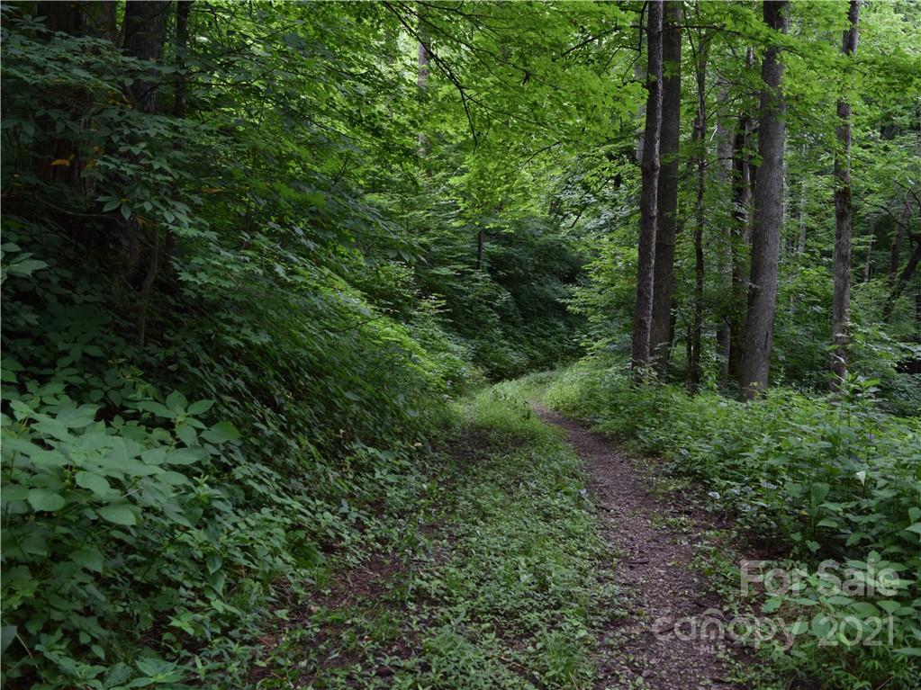 1533 Rosemount Road Sylva, NC 28779 - Photo 8 of 15 a view of a lush green forest
