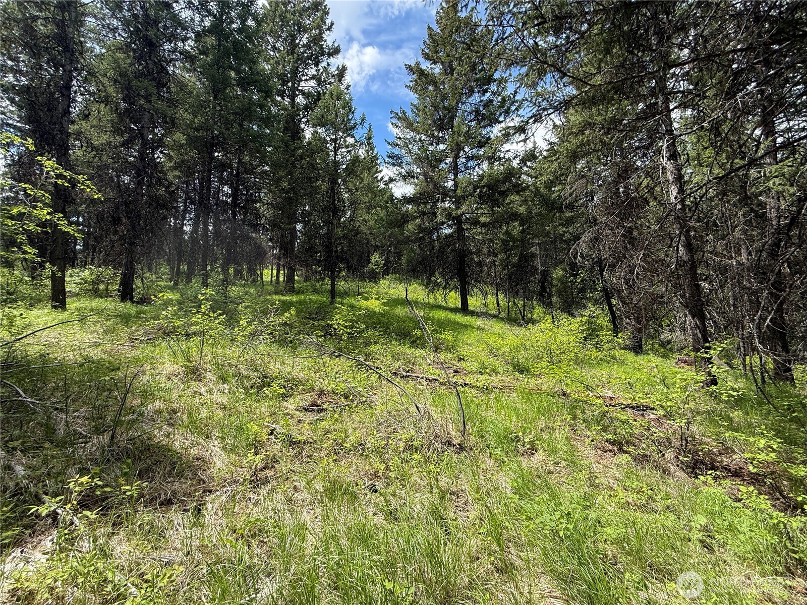 a big yard with lots of green space and deers