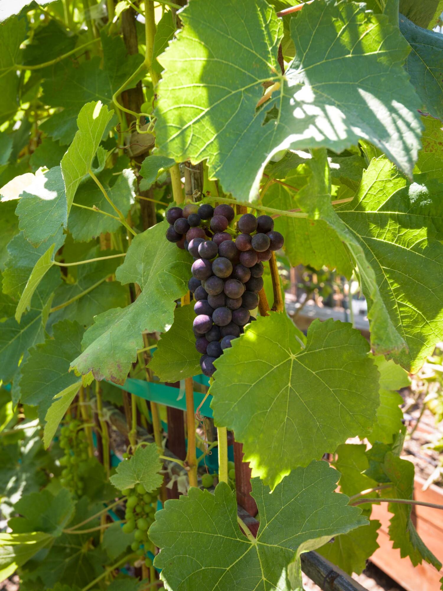 3715 Hitchcock Ranch Road Santa Barbara, CA 93105 - Photo 30 of 36 a close up of a flower in a garden