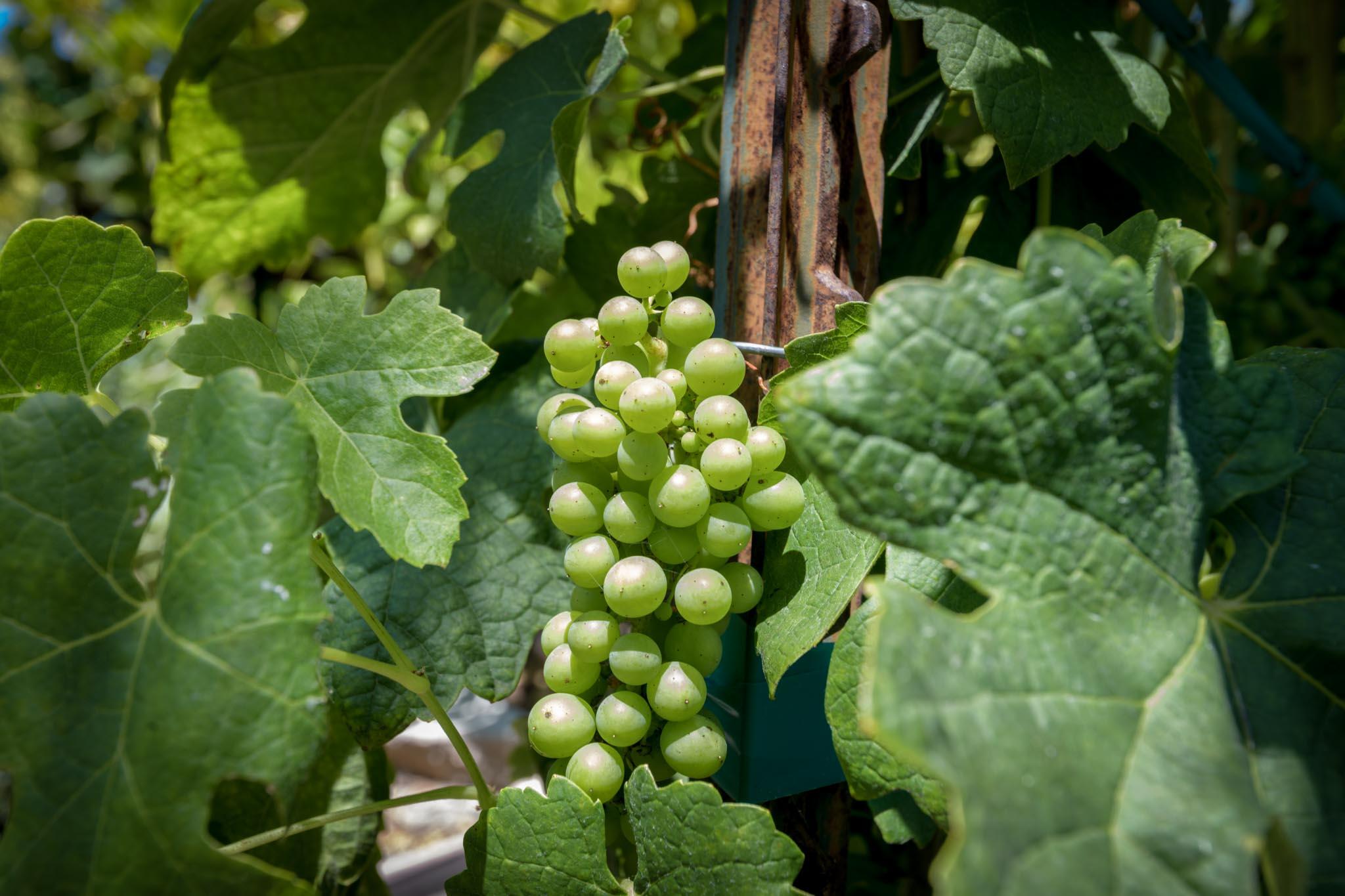 3715 Hitchcock Ranch Road Santa Barbara, CA 93105 - Photo 31 of 36