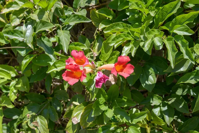 $2,595,000 | 3715 Hitchcock Ranch Road, Santa Barbara, CA 93105