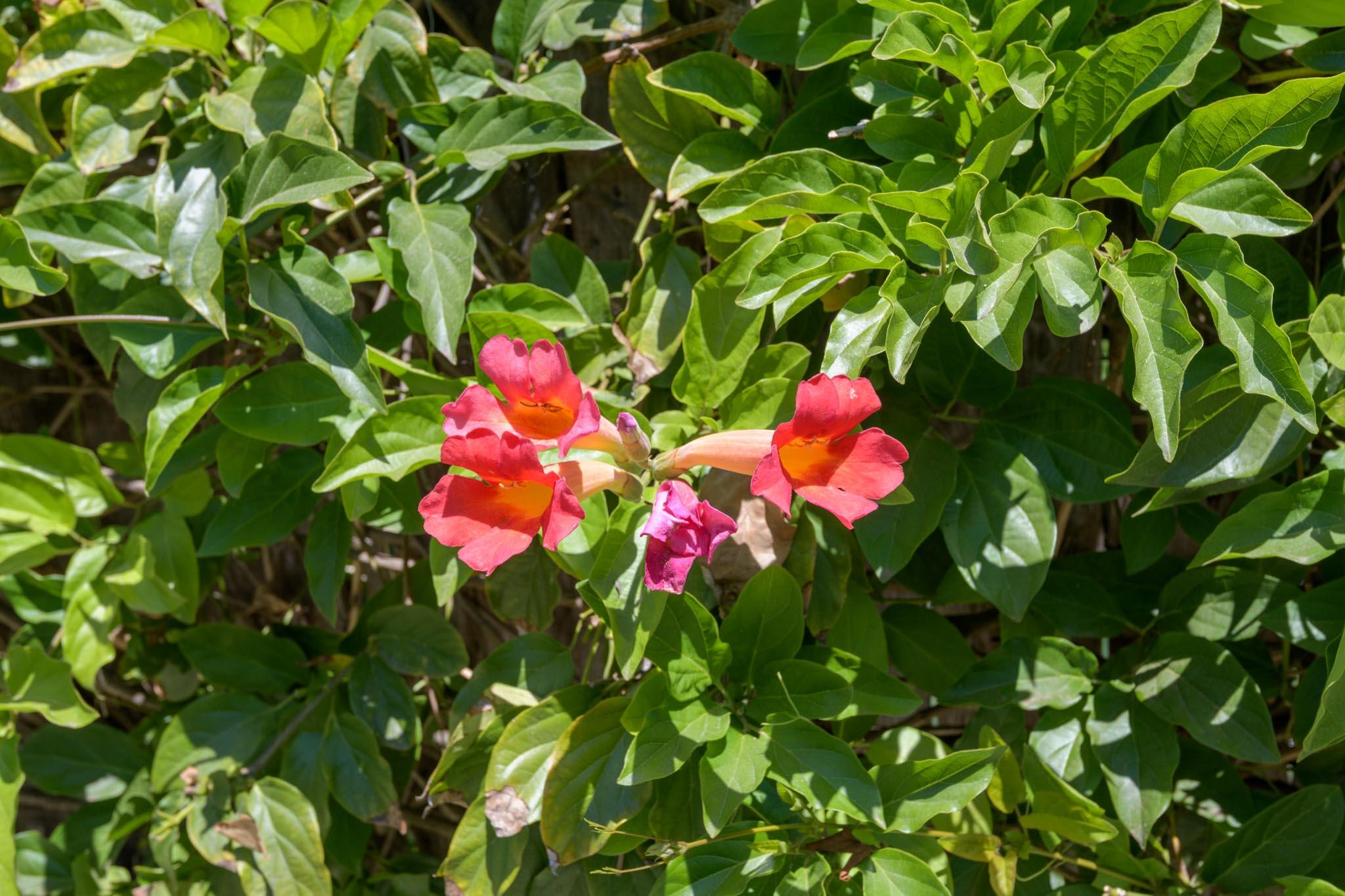 3715 Hitchcock Ranch Road Santa Barbara, CA 93105 - Photo 36 of 36 a view of flowers
