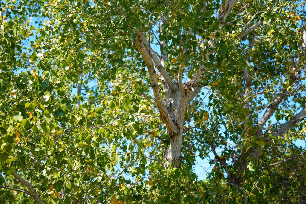 4667 County Road 4667 Rhome, TX 76078 - Photo 17 of 39