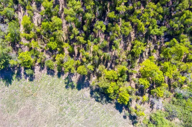a view of a bunch of trees