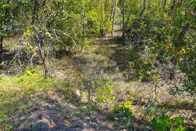 a close up of a tree