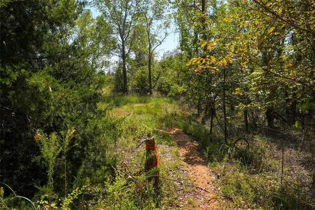 a view of a forest with large trees
