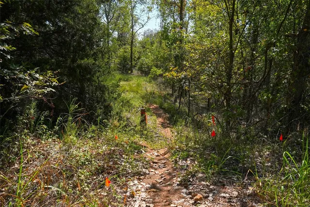 a view of a yard with small trees