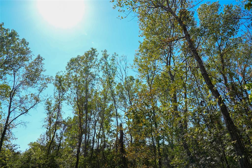 4667 County Road 4667 Rhome, TX 76078 - Photo 6 of 39