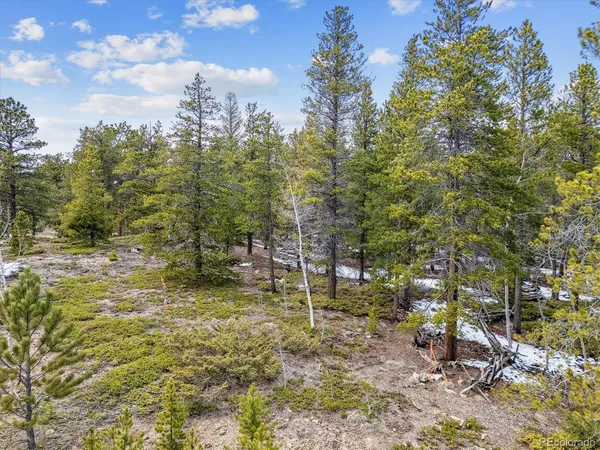 a view of a forest with trees