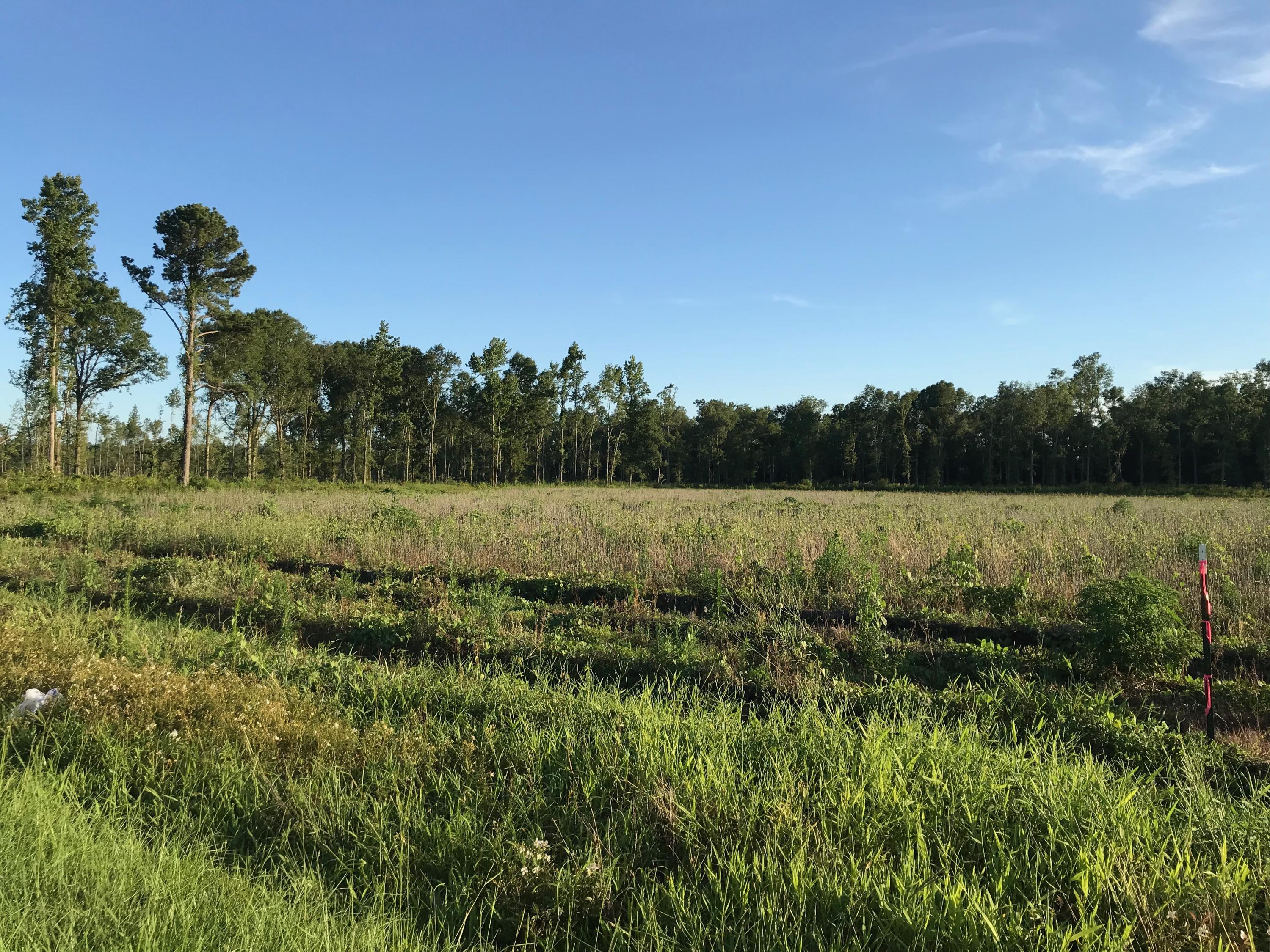 Lot 6 Coach Road Holly Hill, SC 29059 - Photo 1 of 1 Lot 6
