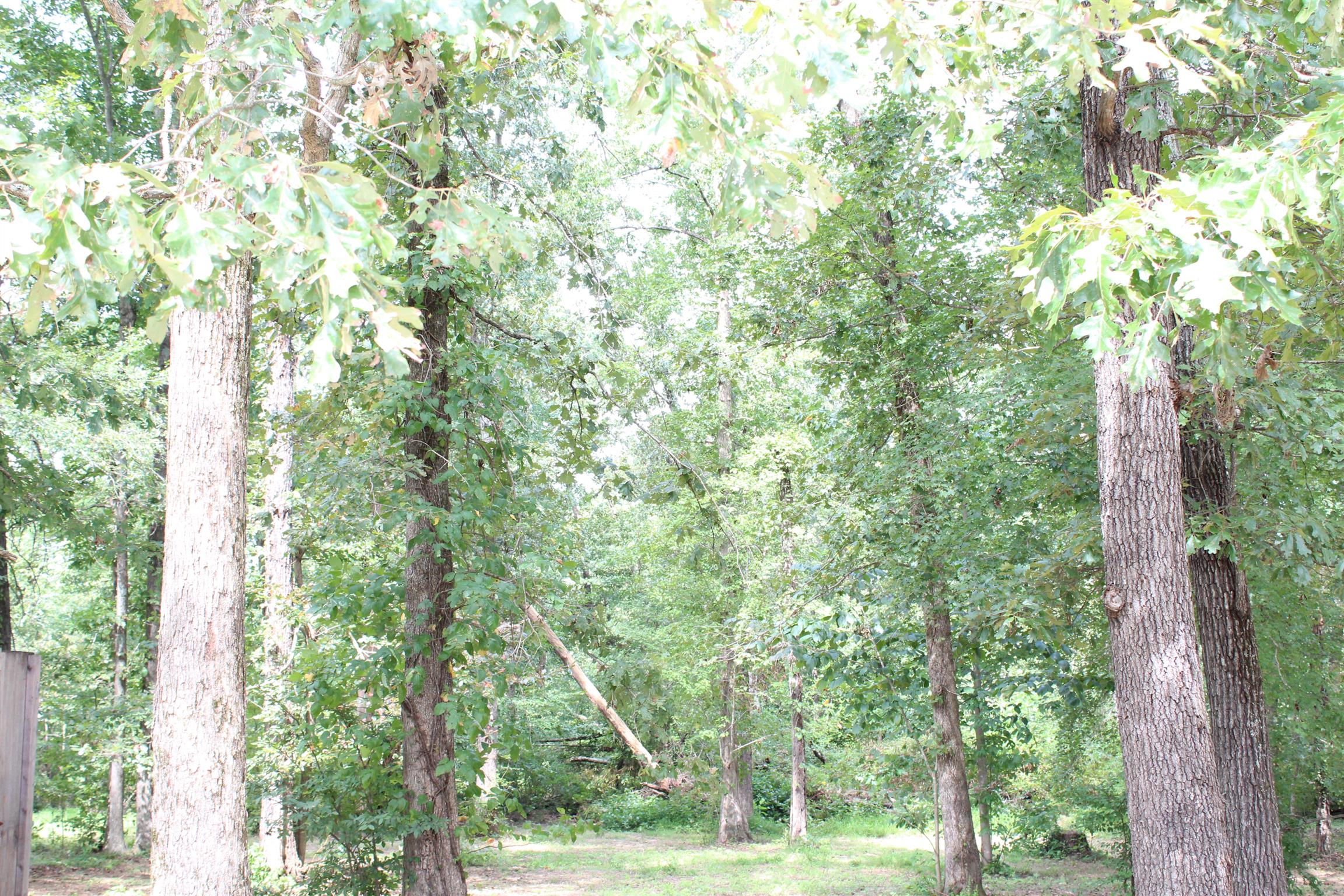 278 Baker Road Dickson, TN 37055 - Photo 23 of 26 a view of forest