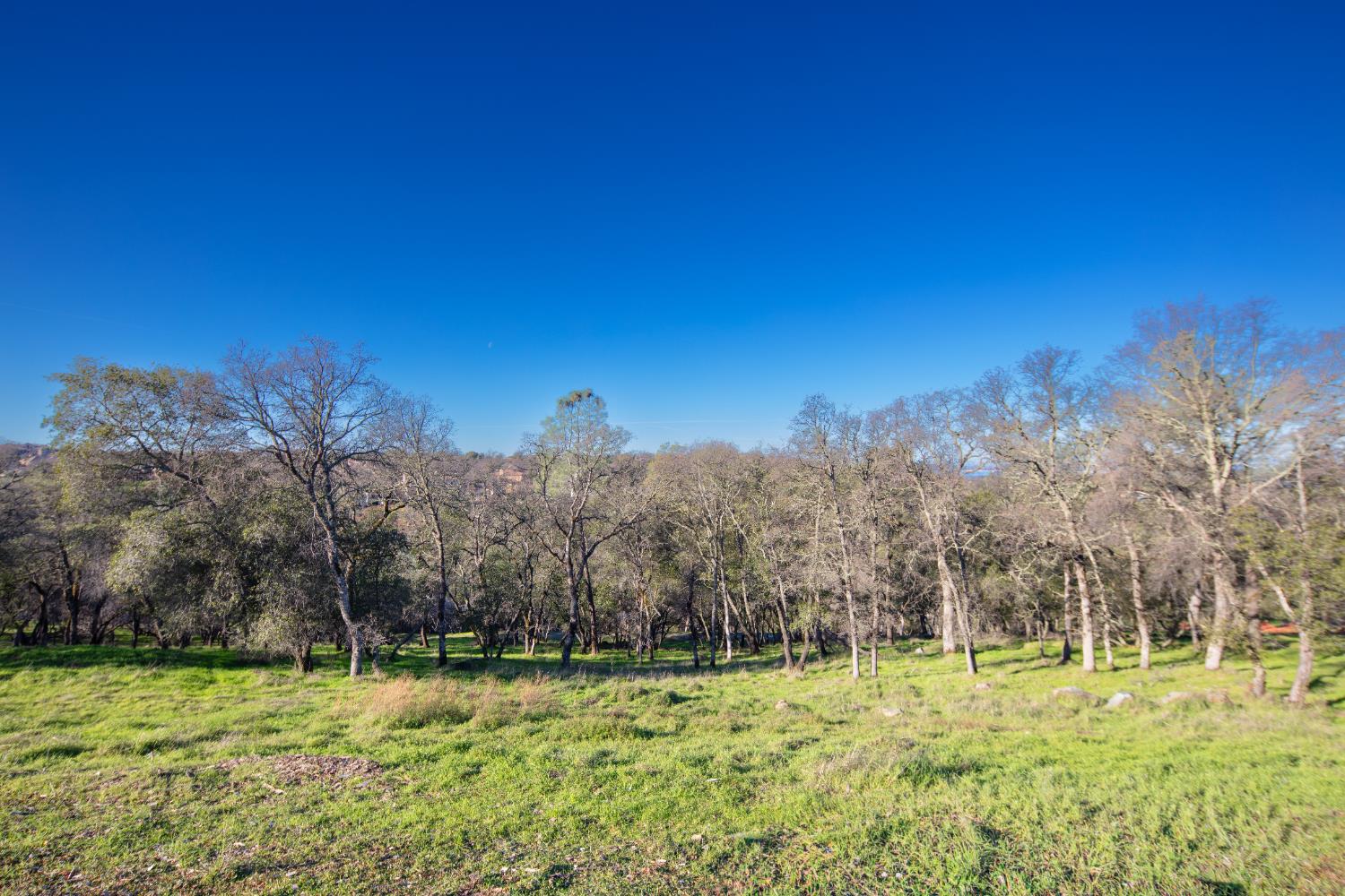 a view of a yard with a house in the background