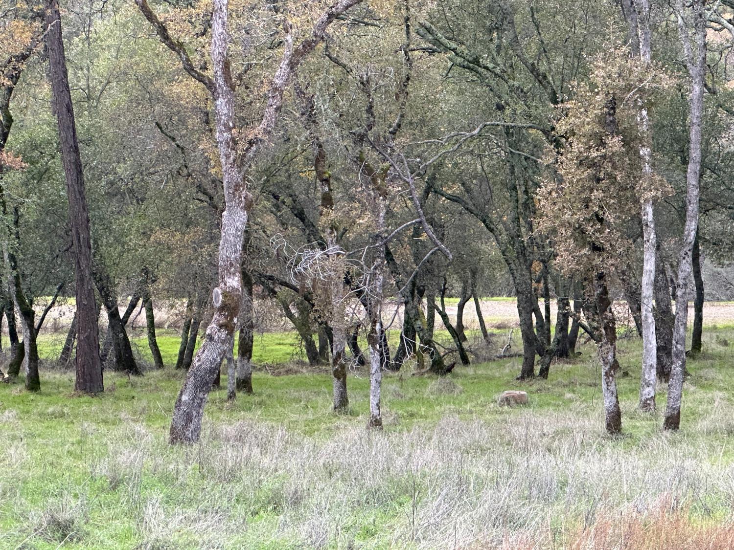 4095 Raphael Drive El Dorado Hills, CA 95762 - Photo 7 of 13 a view of trees in a yard with trees