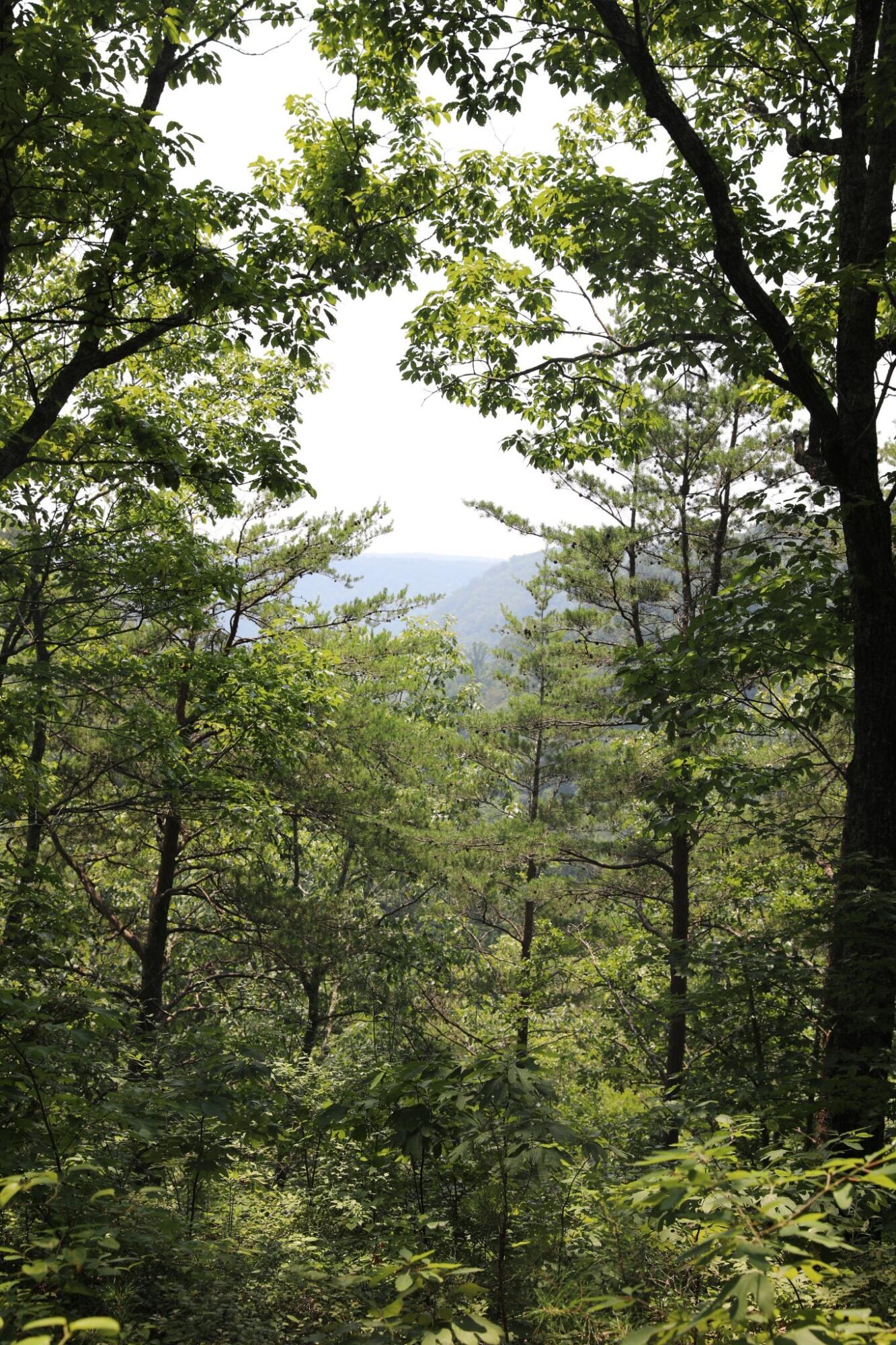 0 Monteagle Falls Road, Unit 53 Monteagle, TN 37356 - Photo 25 of 45 23